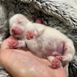 Baby Brother - White male Pomeranian puppy in Jefferson City, Missouri from MJ’s Pomeranians