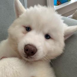 AKC Pearl - White female Siberian Husky puppy in Centreville, Maryland from Huskies By the Bay