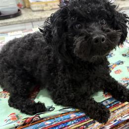 Poodle puppies from Star Catcher Pups
