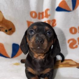 Blue - Black and tan female Dachshund puppy in Bakersfield, California from KC Doxies