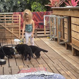 German Shepherd Puppies from Oahu German Shepherds