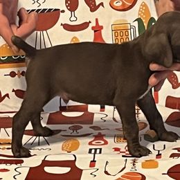 Boy 1 - German Shorthaired Pointer puppy in Weirton, West Virginia from Weber Valley Kennels