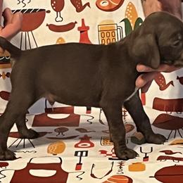 Boy 1 - German Shorthaired Pointer puppy in Weirton, West Virginia from Weber Valley Kennels