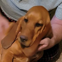 Pumpkin - Basset Hound