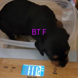 Dachshund Puppies from CLARK'S BREEDING PROGRAM