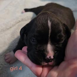 Girl 4 - Brindle female Boxer puppy in Temple, Georgia from B&B Boxers