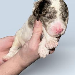 Light blue collar - Parti male Goldendoodle puppy in Sanderson, Florida from Serenity Goldendoodles