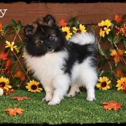 Dolly - Cream sable parti female Pomeranian puppy in Cleveland, Georgia from Sourpatch Pomeranians