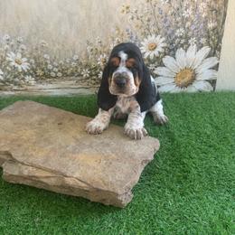 Boy 1 - Black white and brown male Basset Hound puppy in Tonkawa, Oklahoma from Lazy Daisy Basset Hounds