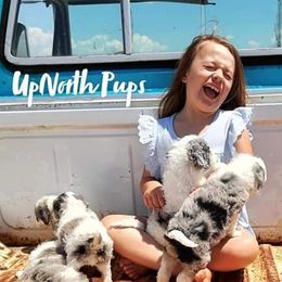 Aussiedoodles, Goldendoodles, and Sheepadoodles from UpNorth Pups