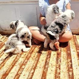 Aussiedoodles, Goldendoodles, and Sheepadoodles from UpNorth Pups