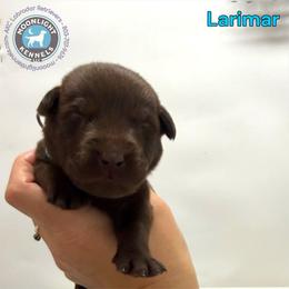 Larimar - Chocolate male Labrador Retriever puppy in Elloree, South Carolina from Moonlight Kennels LLC