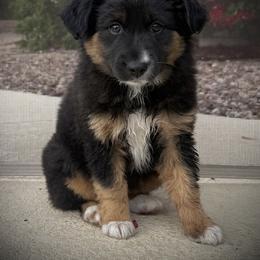 Coal - Black tri male Miniature Australian Shepherd puppy in North Lakeport, California from Wild Rose Ranch
