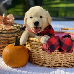 Golden Retriever Puppies from All shades Golden