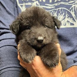 Jaguar - Cobalt Blue boy - Black and cream male Shiloh Shepherd puppy in Charlo, Montana from IdleWilde Shilohs