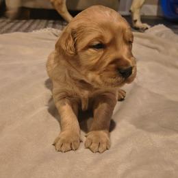 Frost (blue collar) - Dark golden male Golden Retriever puppy in Tenino, Washington from Oak River Goldens'