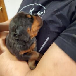 Rottweiler Puppies from Winter's Fate Kennels