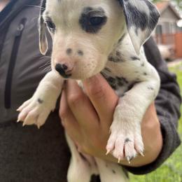 Cypress - White and black male Dalmatian puppy in Des Moines, Iowa from Spot Splattered Dalmatians