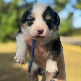 Ziggy fluffy (blue) - Black and tan male American Corgi puppy in East Oakdale, California from Rhettro Kennels