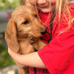 Girl 4 - Red female Dachshund puppy in Conway, Missouri from Ozark Mountain Kennel