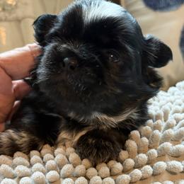 Girl 1 - female Shih Tzu puppy in Zephyrhills, Florida from Tony's Shih Tzus