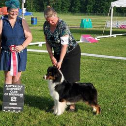 Casey - Australian Shepherd
