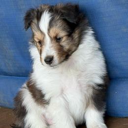 Jigsaw - Sable and white male Shetland Sheepdog puppy in Tulsa, Oklahoma from September Morning Shelties