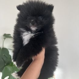 Chess - Black Pomeranian puppy in California from Lovingly Pomeranians