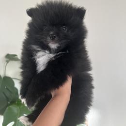 Chess - Black Pomeranian puppy in California from Lovingly Pomeranians