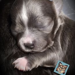 Chihuahua Puppies from Grace & Glory Chihuahuas