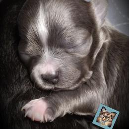 Chihuahua Puppies from Grace & Glory Chihuahuas