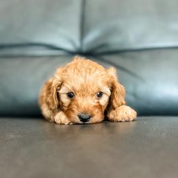 Cinnamon - Red female Cavapoo puppy in Saint George, Utah from Fitzdoodles
