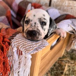 Sunny - White and black female Dalmatian puppy in Melrose, New Mexico from ECMO Farm Dalmatians & Labrador Retrievers