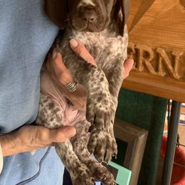 Liver and white boy - Liver and white male German Shorthaired Pointer puppy in Richmond, Texas from Southern Star GSP/Stern des Südens