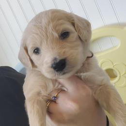 Paprika - Cream female Labradoodle puppy in Siloam Springs, Arkansas from Siloam Doodles