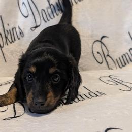 Female 1 Brindle - Black and tan female Dachshund puppy in Columbus, Ohio from Bumpkins Dachshunds