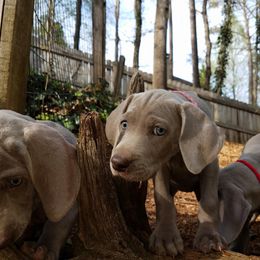 Weimaraner Puppies from Gray Matter Kennels