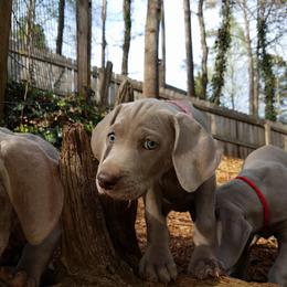Weimaraner Puppies from Gray Matter Kennels