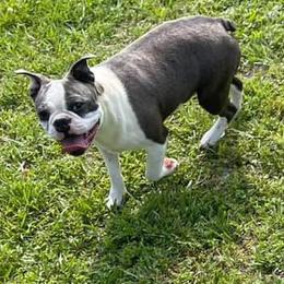 Jack - Boston Terrier