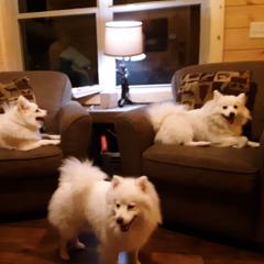American Eskimo Dog All Grown Up from Turks Eskis