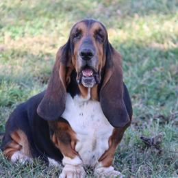 Butler - Black tan and white female Basset Hound puppy in Pollock, Missouri from Northstar