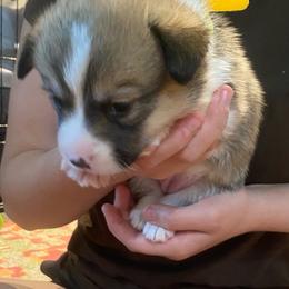 Penny - Sable female Pembroke Welsh Corgi puppy in New Richmond, Wisconsin from 10 Mile Creek Farms