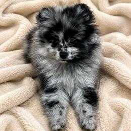 Lassie - Blue merle female Pomeranian puppy in Edinburg, Texas from Divine Valley Poms