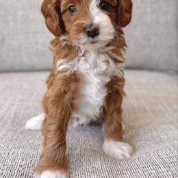 Sunshine - Parti female Goldendoodle puppy in Gig Harbor, Washington from Nuttall's Goldendoodles