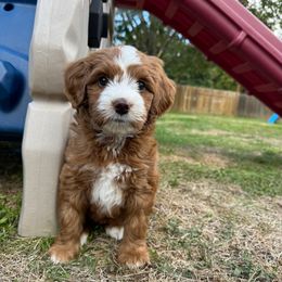 Raven - Red female Bernedoodle puppy in Hillsboro, Oregon from Myt fine doodles