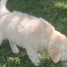Golden Retrievers from Storm Mountain Goldens