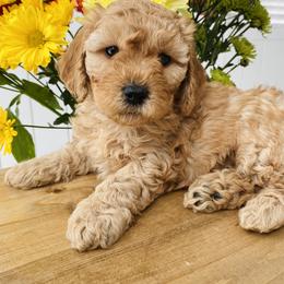 Bernedoodle and Goldendoodle Puppies from Dose of Doodles