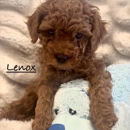 Lenox - Red  male Poodle puppy in Traverse City, Michigan from Riyem Wildflower Farms