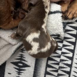 Milo - Dapple male Dachshund puppy in Tomball, Texas from Gutierrez House of Doxies