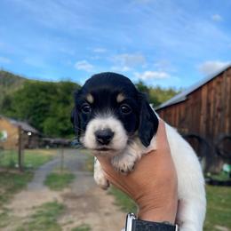 Havarti - Piebald female Dachshund puppy in Rogue River, Oregon from Bear Feet Dachshunds